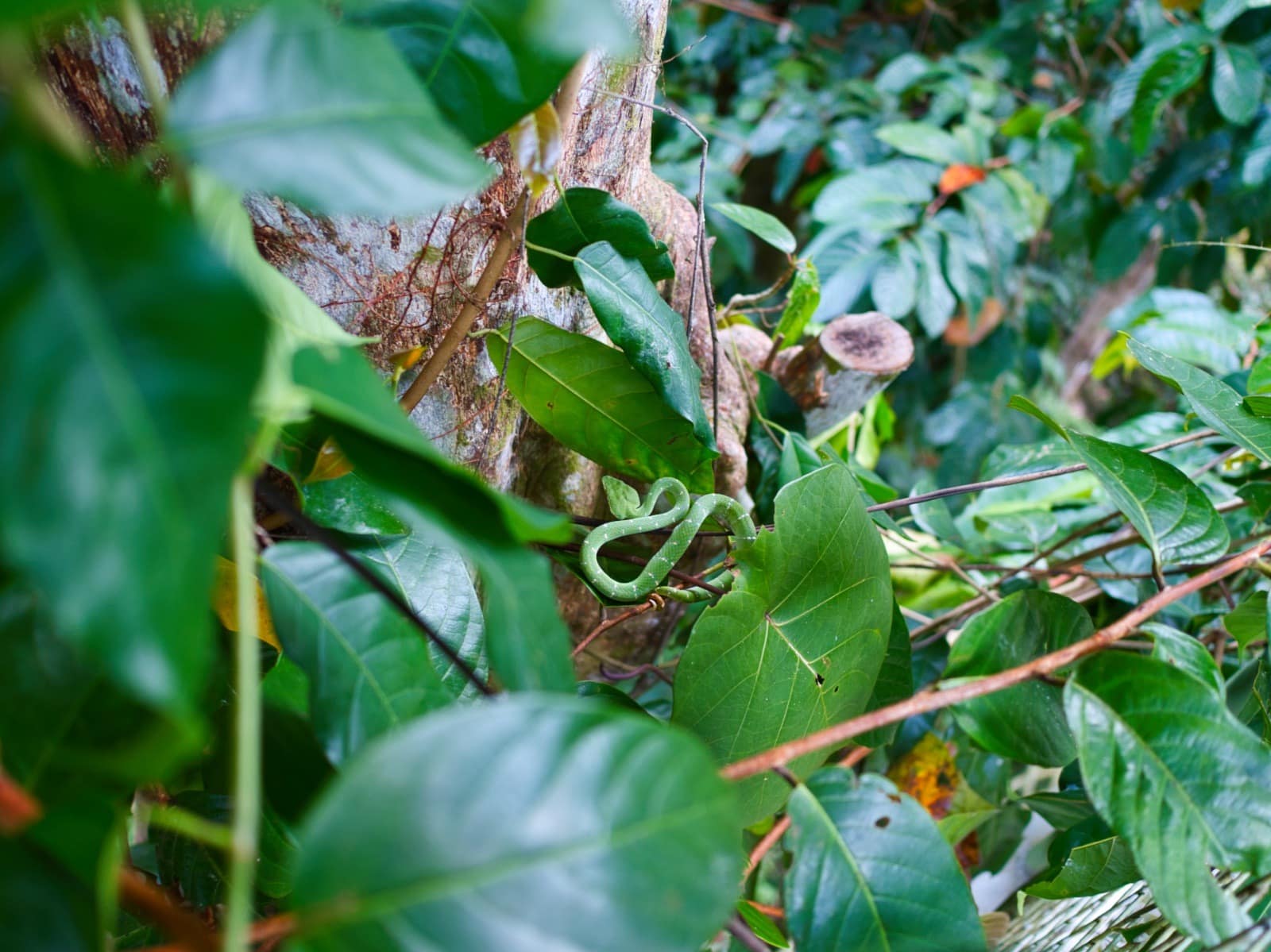 malaysia borneo green pit viper