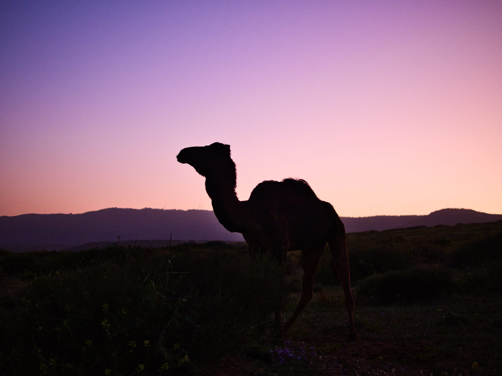 camel-morroco