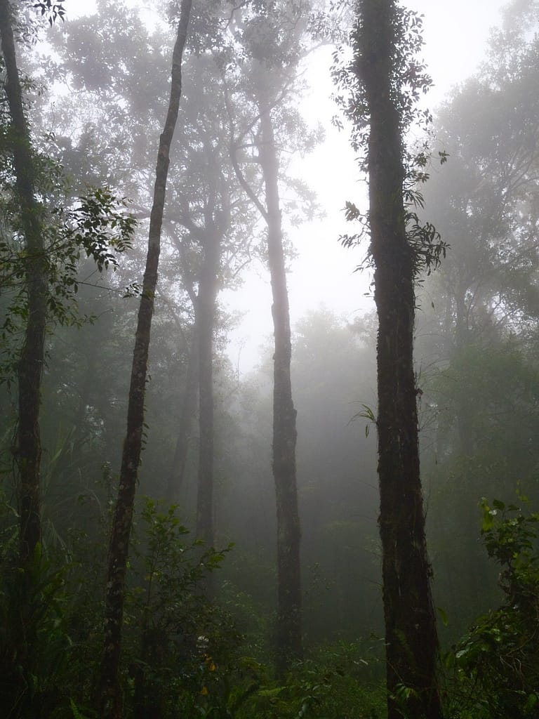 indonesia lombok jungle